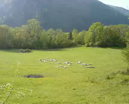 Moutons Moutons